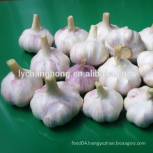 The price for fresh garlic/ nature garlic/ white garlic/garlic